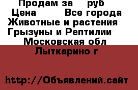 Продам за 50 руб. › Цена ­ 50 - Все города Животные и растения » Грызуны и Рептилии   . Московская обл.,Лыткарино г.